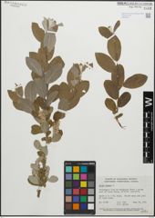 Foto von Salix glauca L.
